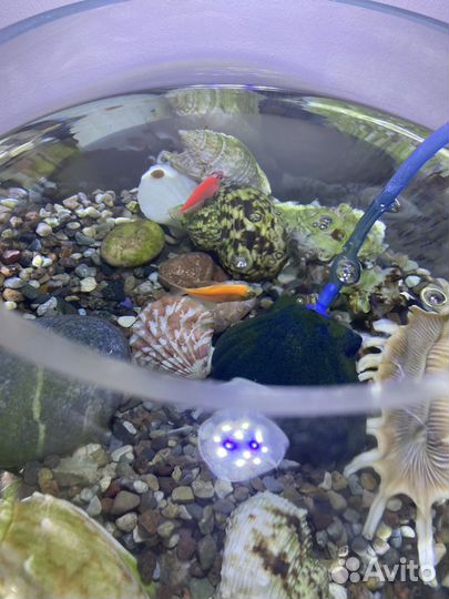 Аквариумные рыбки