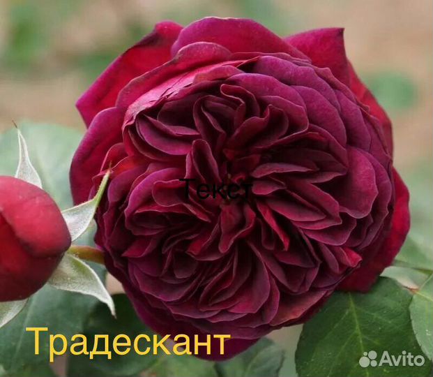 Саженцы роз