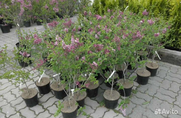 Сирень на штамбе