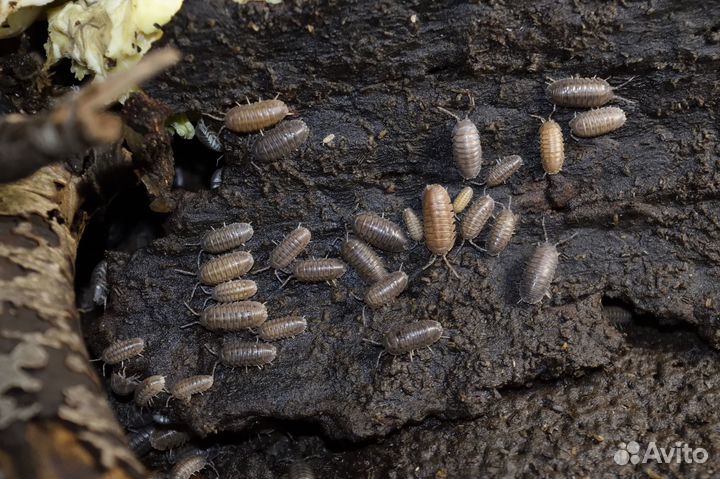 Мокрицы armadillidium nasatum