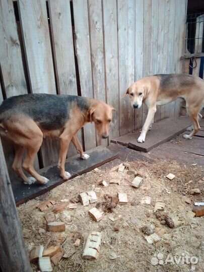 Щенок русской гончей