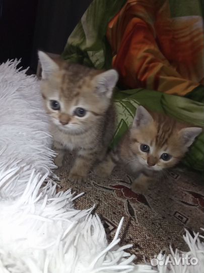 Кошка в дар бесплатно