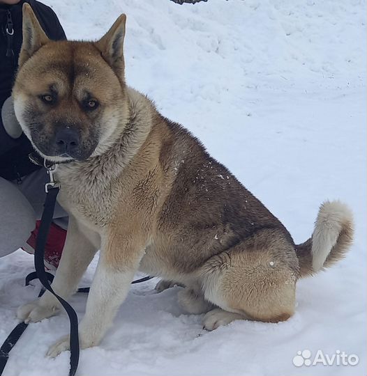 Американская акита