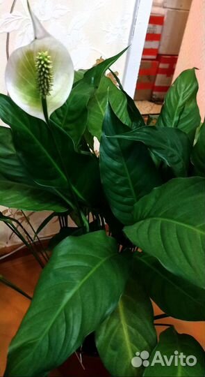 Спатифиллум