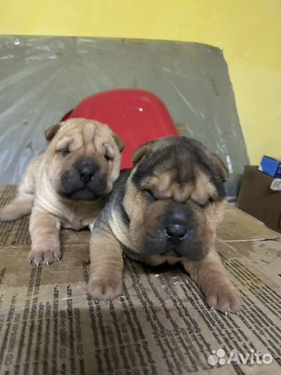 Щенки шарпея