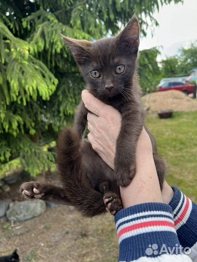 Британские котята