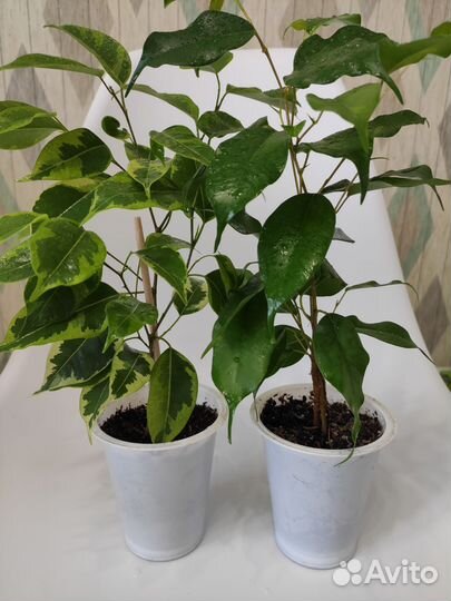 Фикус бенджамина Голден Кинг и Даниэль