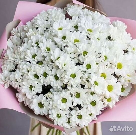 Хризантема