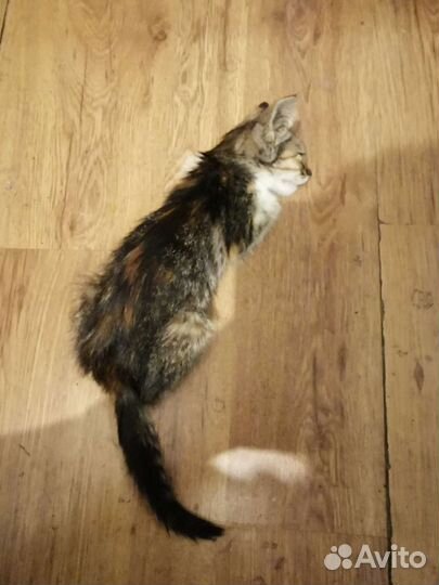 Найден маленький котенок