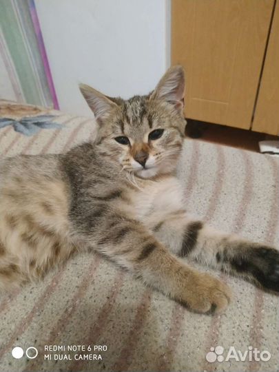 Котенок породистый