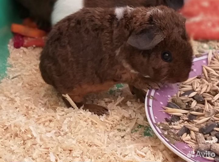 Морские свинки Элитные Тедди