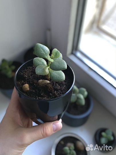 Крассула овата (Толстянка) /Денежное деревце