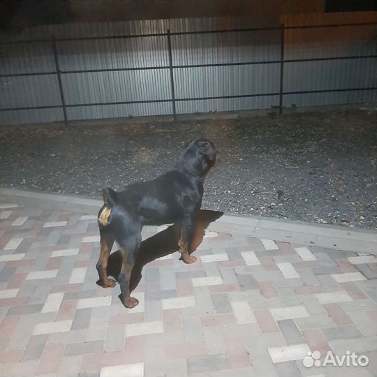 Ротвейлер (вязка)