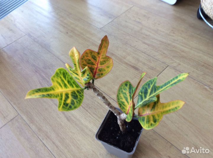Продам цветы комнатные кротон цветущий