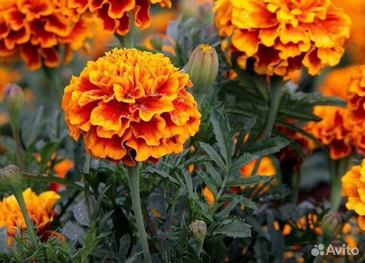 Бархатцы низкорослые