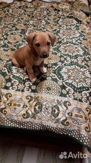 Щеночек метис