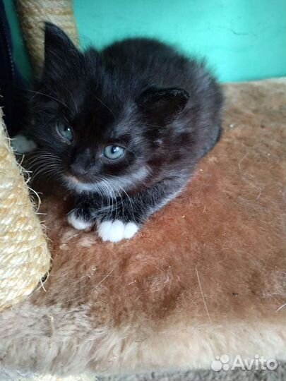 Котята норвежская лесная