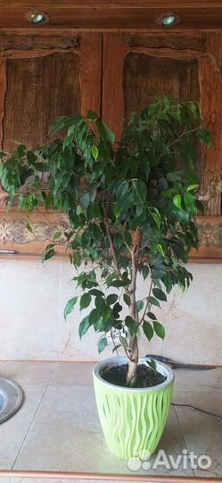 Фикус бенджамина