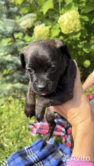 Щенки метисы