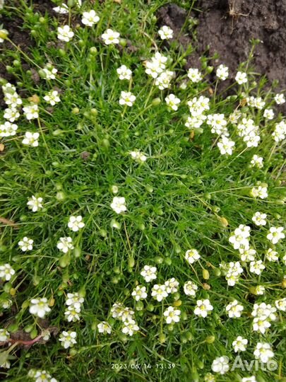 Садовые цветы