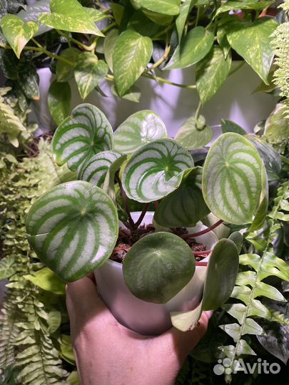 Пеперомия арбузная