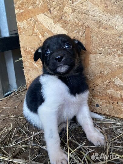 Отдам щенка