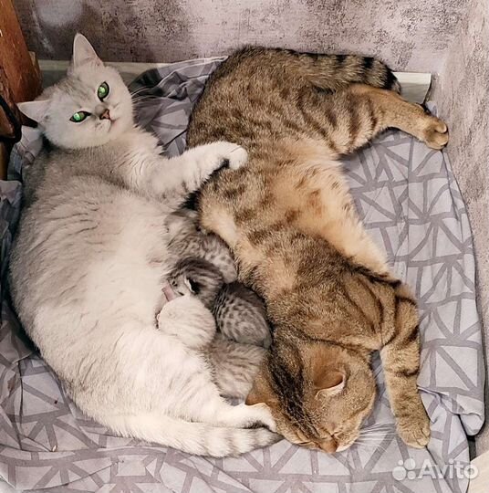 Вязка Шотландский вислоухий кот