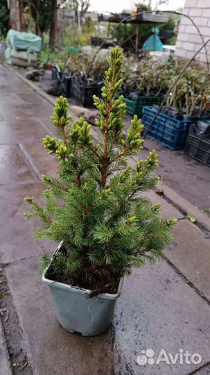 Ель коника, ель дейзи уайт