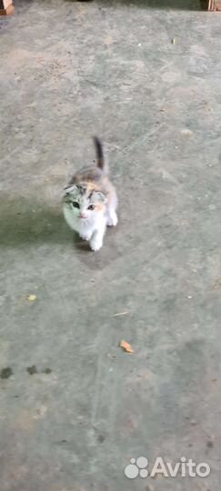 Малюсенький котёнок