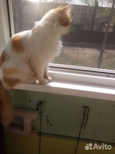 Пристраиваем Кузиньку в добрые ручки,1г. и 2 мес