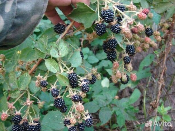 Ежевика Агавам