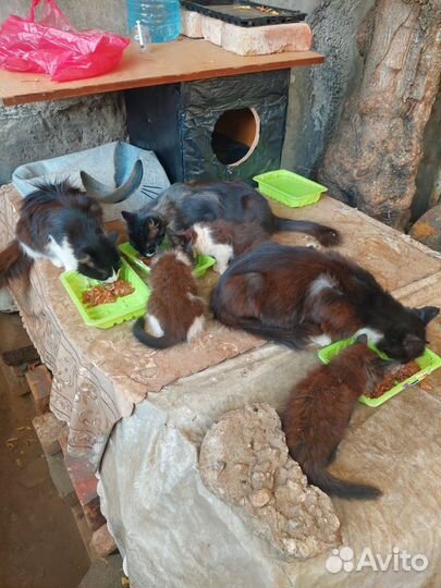 Маленькие котята в добрые руки