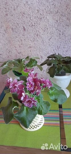 Фиалочка,герцогиня