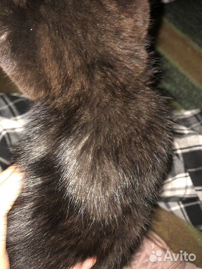 Кошка в добрые руки