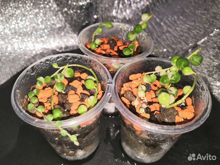 Крестовник Роули Вар/Филодендроны