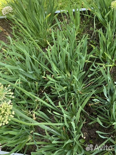 Лук- слизун