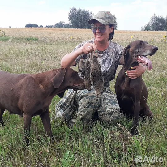 Щенки курцхаара