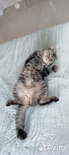 Вязка шотландских котов