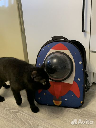 Рюкзак переноска для кота