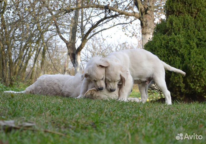 Щенки голден ретривера
