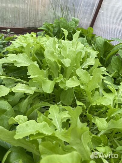 Свежая зелень