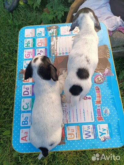 Щенки такса