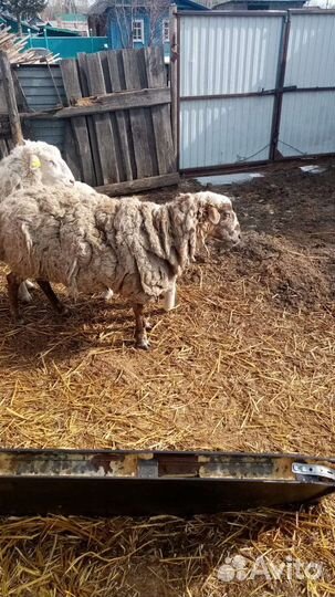 Овцы бараны ягнята