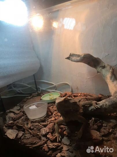 Бородатая Агама