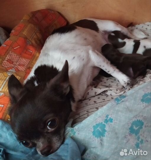 Взрослая девочка чихуахуа