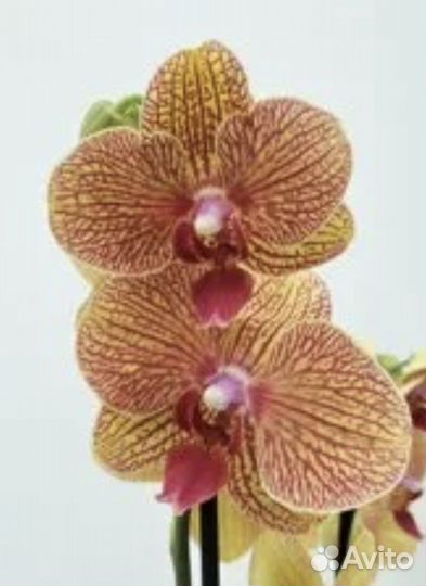 Орхидея фаленопсис Игритт