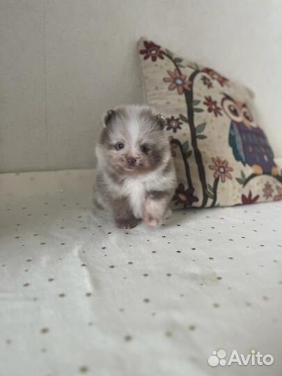 Девочка померанского шпица лиловый мрамор (мерле)