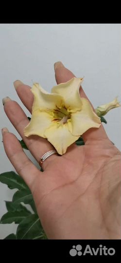 Адениум взрослый