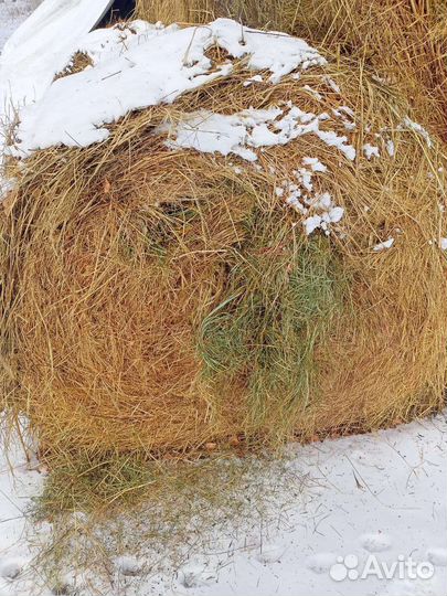 Продам сено в рулонах