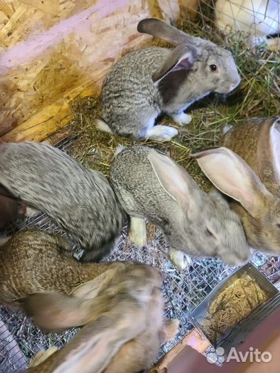 Кролики самцы и самочки разных пород